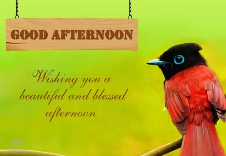 Good Afternoon Wishes