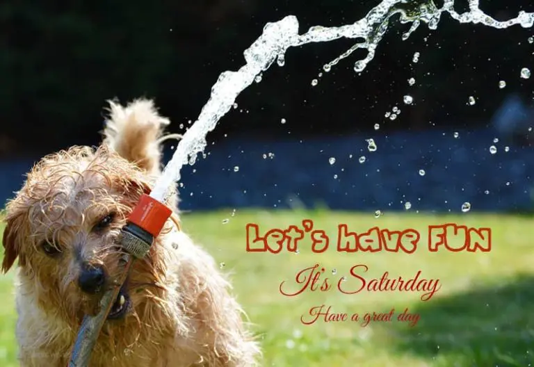 Saturday Wish – Let’s have fun Saturday Wish – Let’s have fun