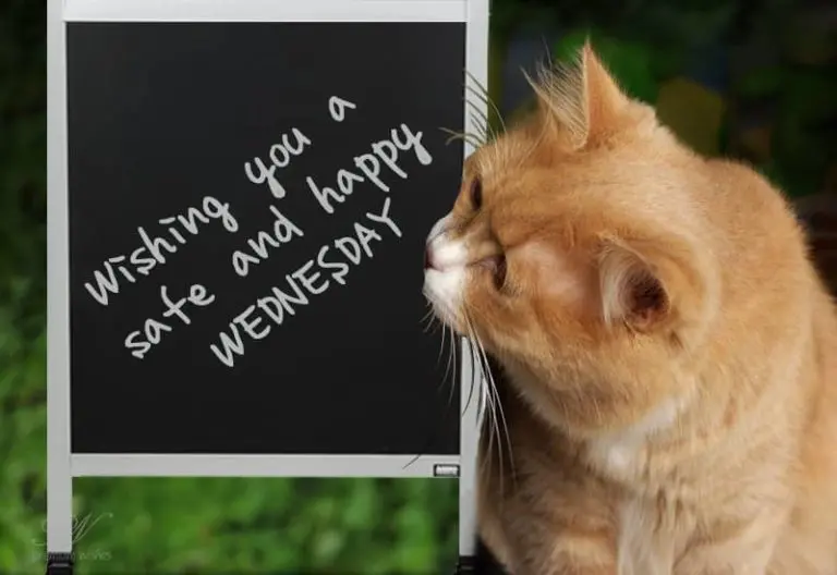 Stay Safe Happy Wednesday Stay Safe Happy Wednesday