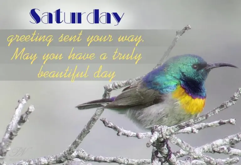 Saturday greeting sent your way