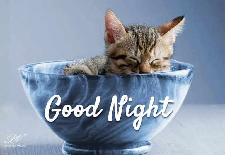 Good Night Wishes