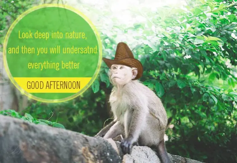 Good Afternoon Wishes