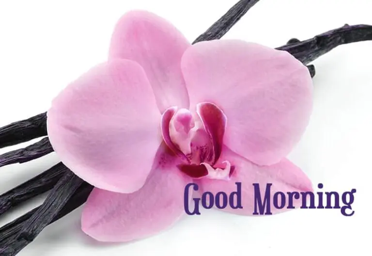 Good Morning – Have a great day ahead