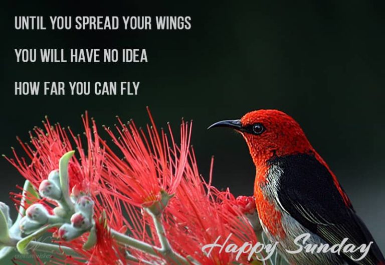 Sunday Wish – spread your wings