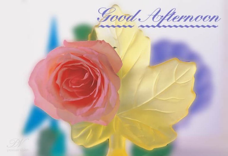 A rose from my garden for my friend, my world. Good Afternoon A rose from my garden for my friend, my world. Good Afternoon