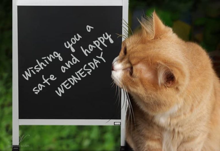 Stay Safe Happy Wednesday Stay Safe Happy Wednesday