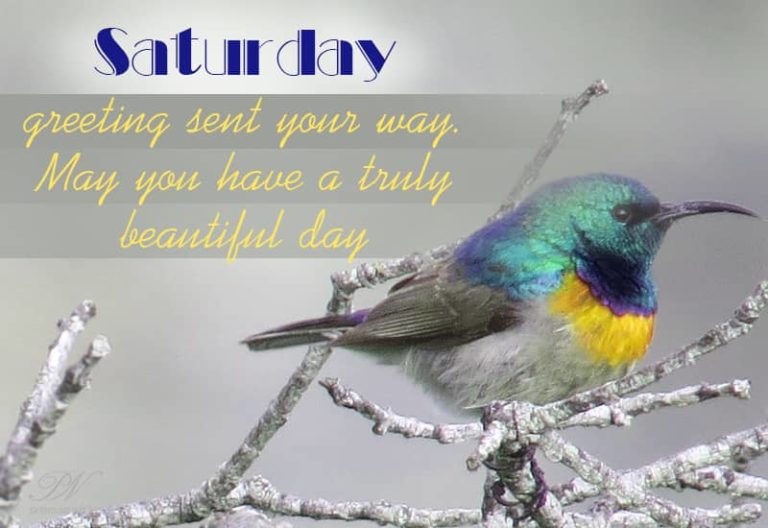 Saturday greeting sent your way Saturday greeting sent your way