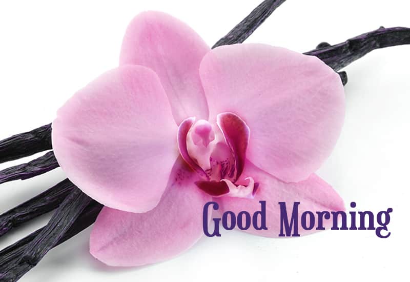 Good morning wishes with flowers