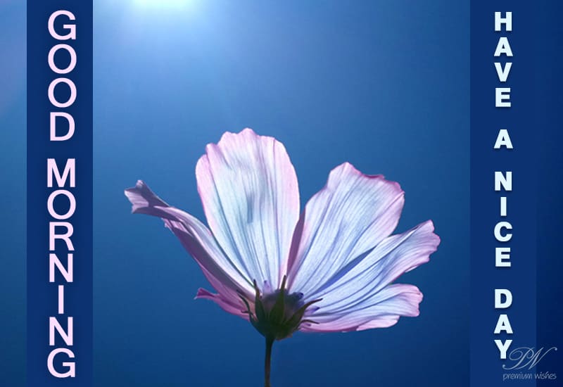 Good morning wishes with flowers