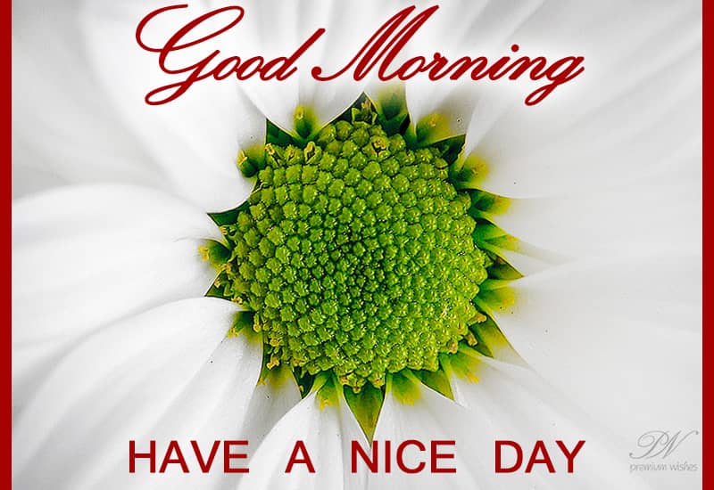 Good morning wishes with flowers