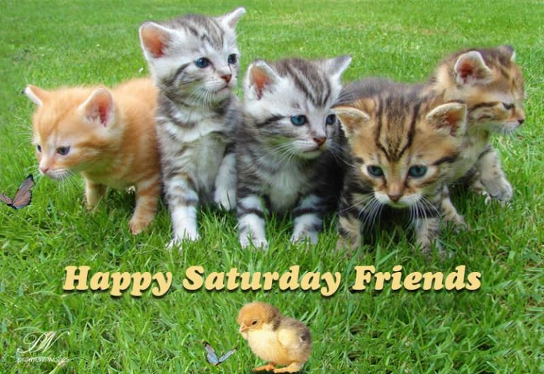 Happy Saturday Friends