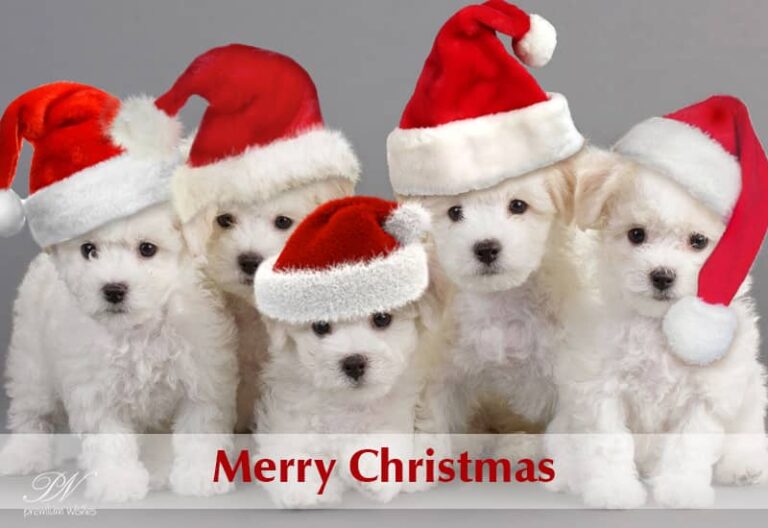 Joyous songs and Christmas cheer