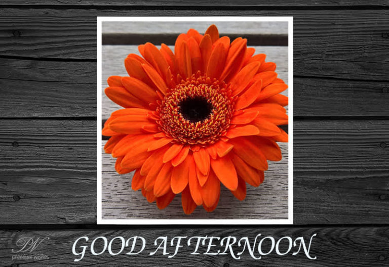 Good Afternoon Wishes