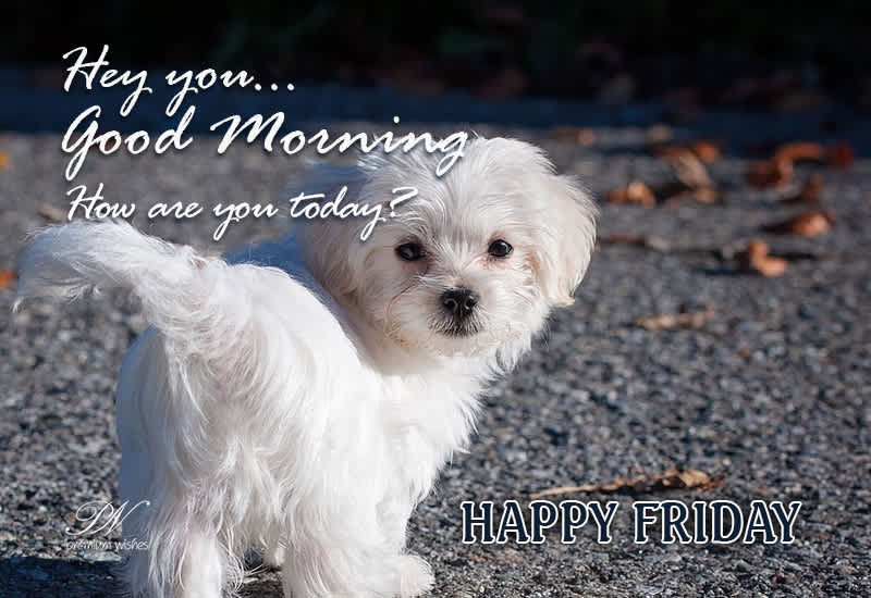 Happy Friday - Wishing You a Wonderful Start to the Weekend!