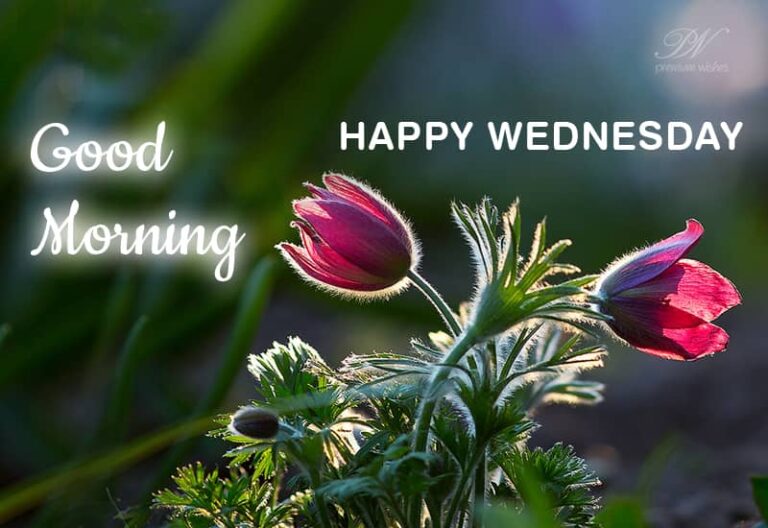 Good Morning Wednesday