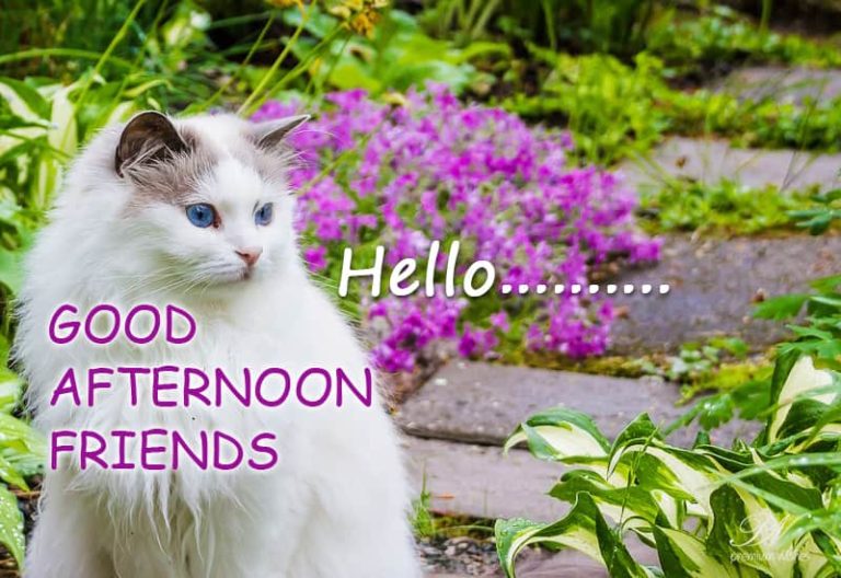 Good Afternoon Wishes