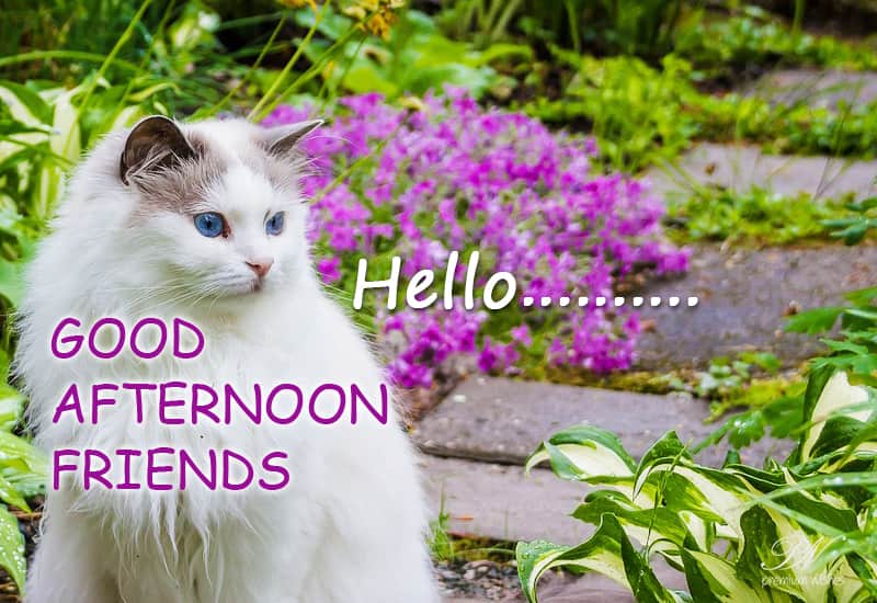 Good Afternoon Messages For Friends