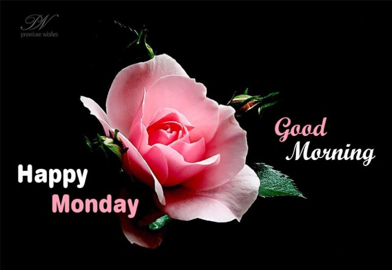 Happy Monday Roses Happy Monday Roses