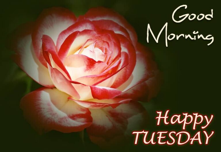 Happy Tuesday Rose