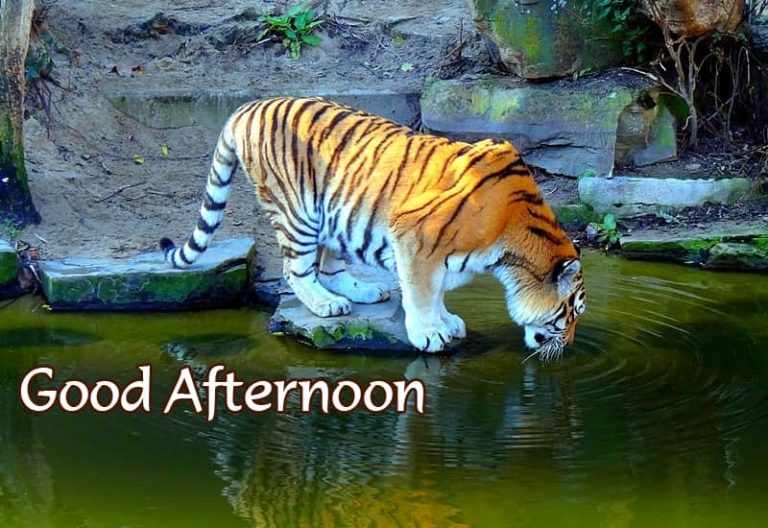 Good Afternoon Wishes