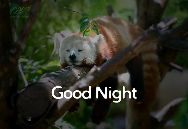 Good Night Wishes