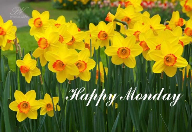 Happy Monday Flowers Happy Monday Flowers