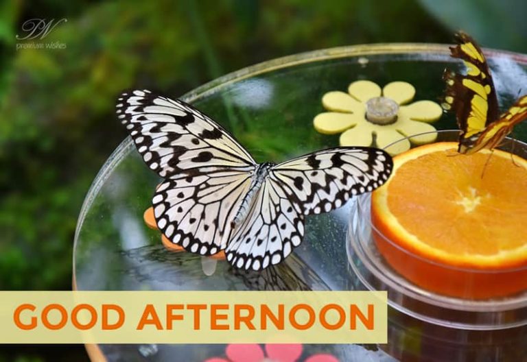 Good Afternoon Wishes