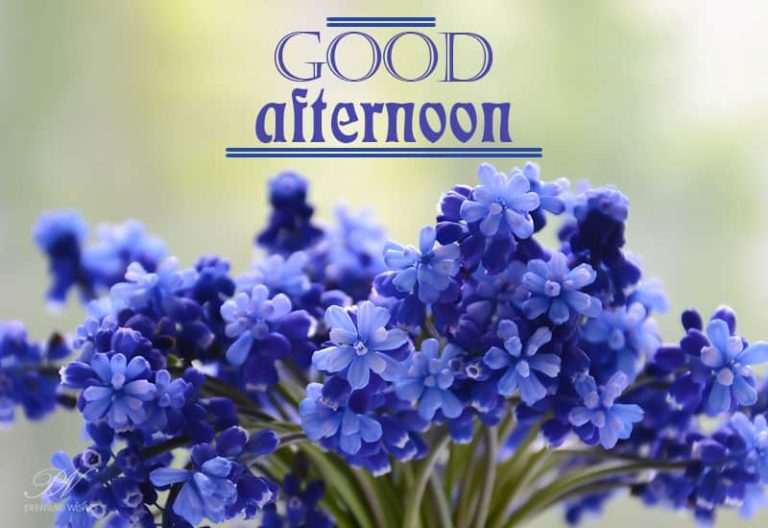 Good Afternoon Wishes