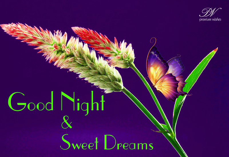 Good Night Sweet Dreams Wishes