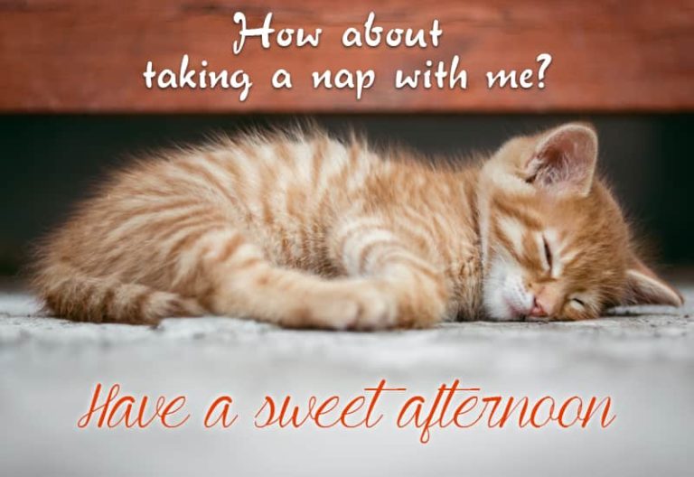 Good Afternoon Wishes