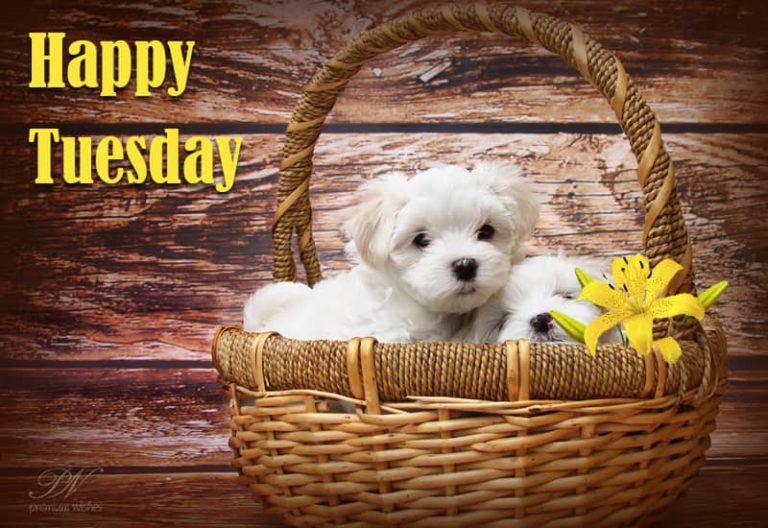 Happy Tuesday and Good Morning Happy Tuesday and Good Morning