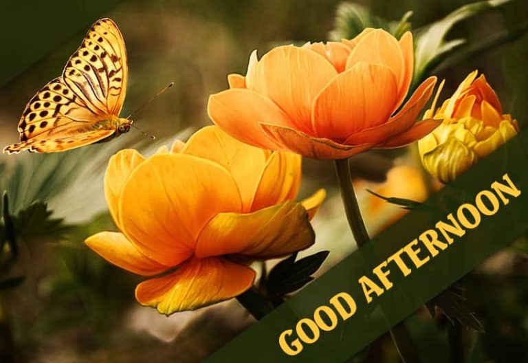 Good Afternoon Wish – Enjoy your Sunday