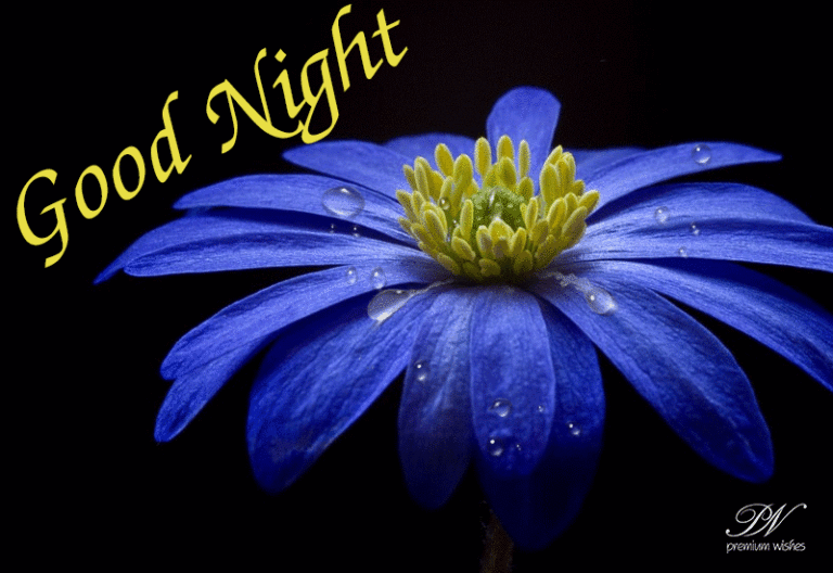 Good Night Wishes