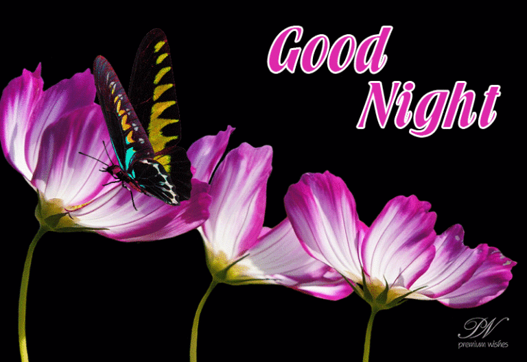 Good Night Wishes