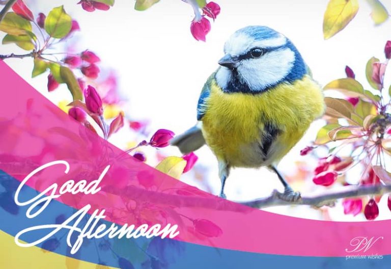 Good Afternoon Wishes