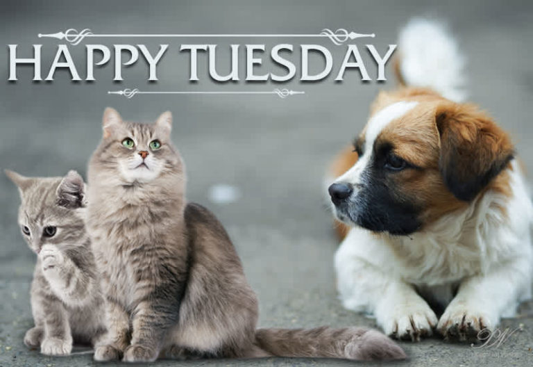 Happy Tuesday – Enjoy with friends