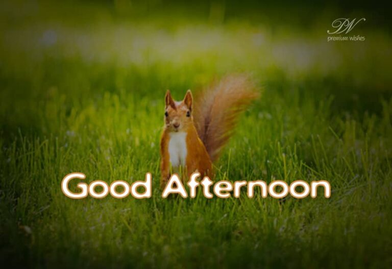 Good Afternoon Wishes