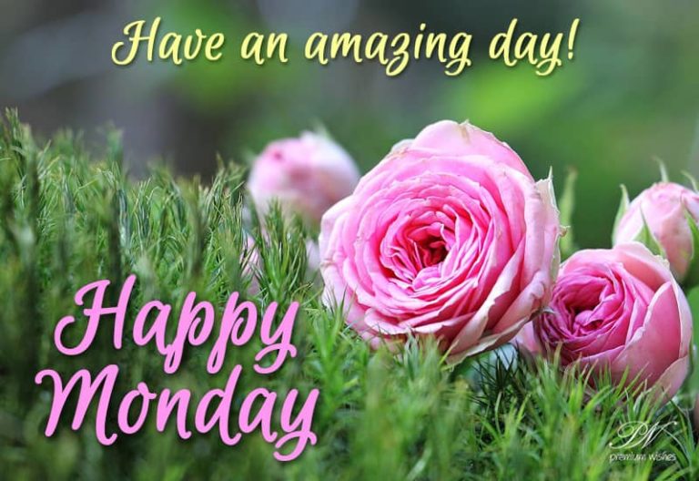 Have an amazing Monday – Good Morning