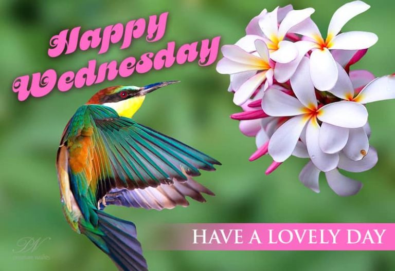 Happy Wednesday – Have a lovely day ahead friends