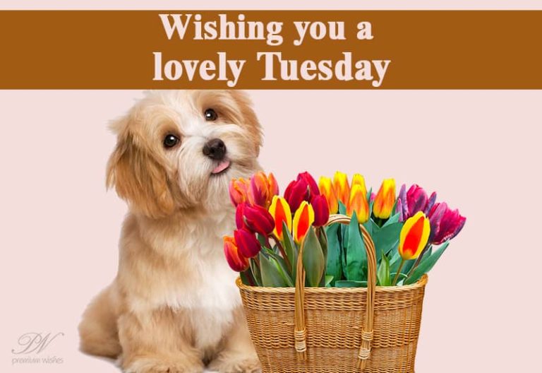 Wishing you a lovely Tuesday