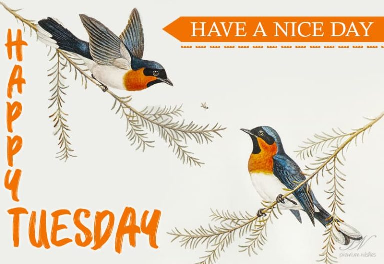 Happy Tuesday – Have a nice and great day ahead