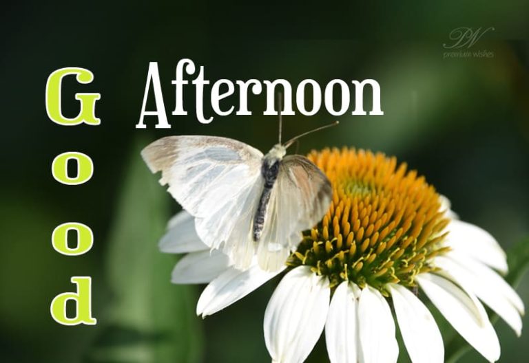 Good Afternoon Wishes