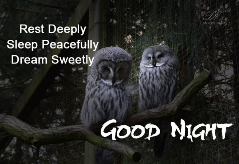Good Night Wishes