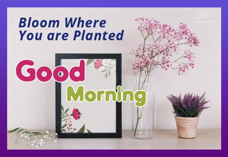 Bloom where you are planted – Good Morning