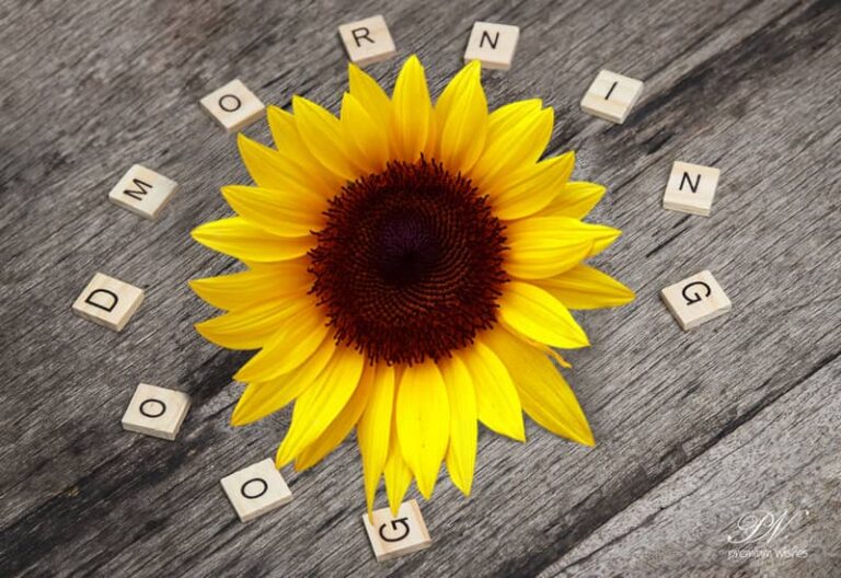 Good Morning – Enjoy the Day