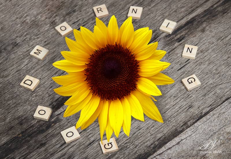 Good Morning Wishes with flowers