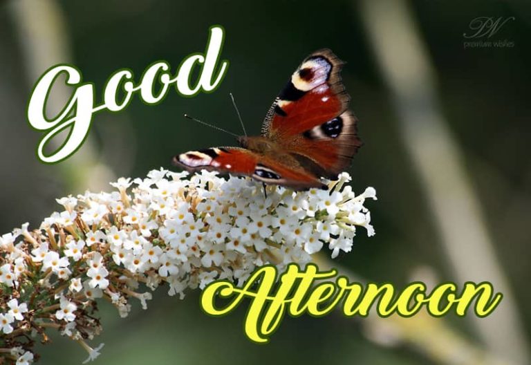 Good Afternoon Wishes