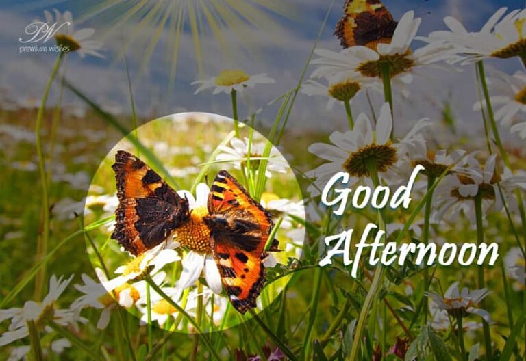 Good Afternoon Wishes