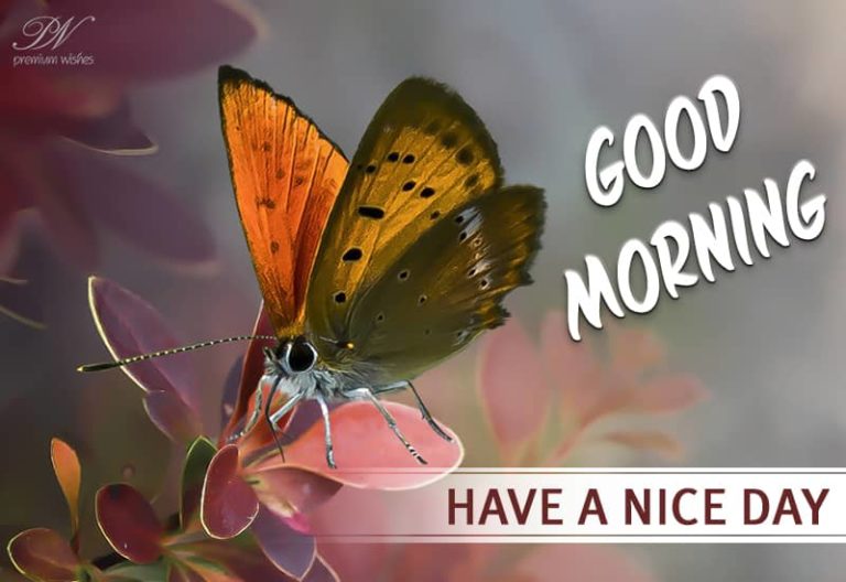 Good Morning – Welcome the new day with a smile