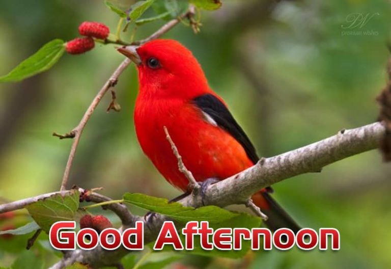 Good Afternoon Wishes